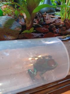 Dendrobates auratus birkhahn 2.3