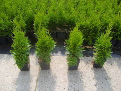 50 Stück Thuja Smaragd Heckenpflanzen 25-35 cm Baumschulware, kostenloser Versan