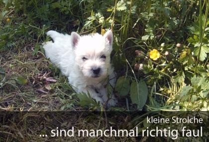 West Highland Terrier Welpen suchen dich!