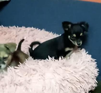 2 reinrassige Chihuahua Welpen