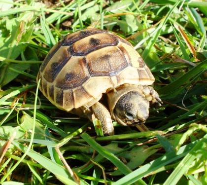Maurische Landschildkröten, Testudo graeca ibera eigene Nachzuchten von 2024, 22