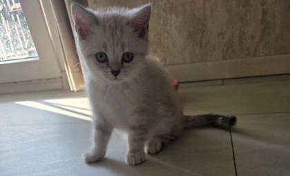 BKH Kitten Abgabebereit