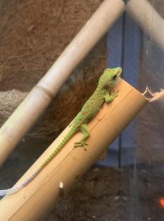 Phelsuma grandis (Geckos)