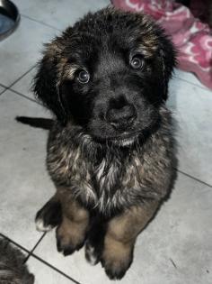 Süße Leonberger/Germanischer Bärenhund Welpen