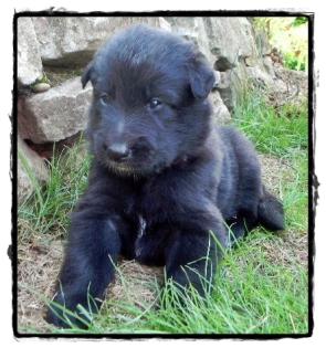 Belgischer Schäferhund Groenendaelwelpen