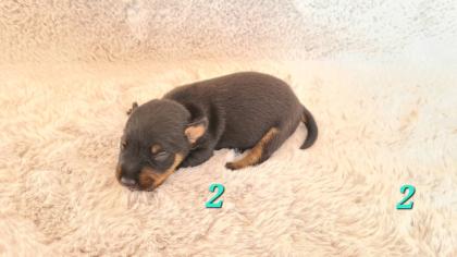 Jagtterrier Patterdaleterrier Welpen