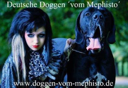 Seit 1979 - Deutsche Doggen ´vom Mephisto´ 