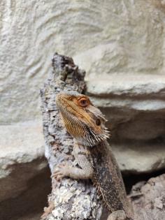 Bartagame (m) mit großem Terrarium, Quarantäneterrarium inkl. Beleuchtung und vi