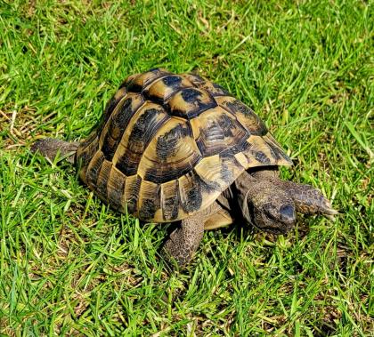 Adulter Griechischer Landschildkröten-Bock (2007) abzugeben