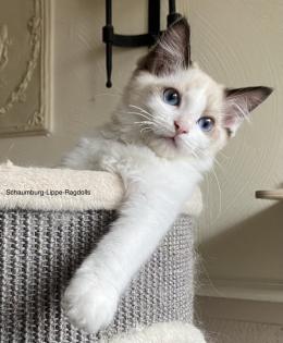 Ragdoll Kitten mit Stammbaum ! -Abgabebereit -