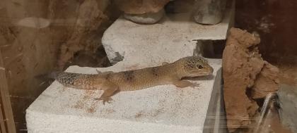 Zwei weibliche Leopardengeckos
