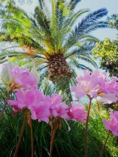 Italien Insel Ischia Attraktives Ferienappartement