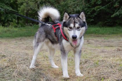 MUBALU - bildhübscher Alaskan Malamute - 2 Jahre - Tierhilfe-Franken e.V.