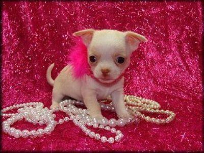 Süße MINI Chihuahua Welpen tolle Farben suchen ein Zuhause