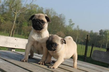 Bildhübsche und Reinrassige Mops Welpen