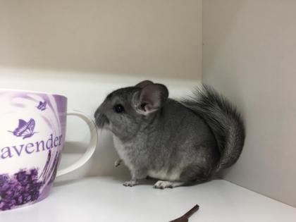 Chinchilla suchen Lieblingsmensch