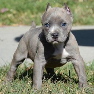 American Pitbull Terrier Blue-Line Welpen