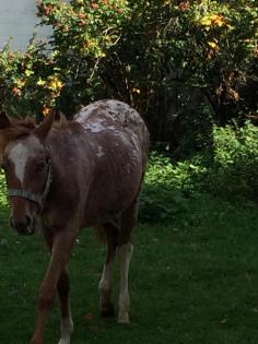 Pony Kinder Pony Mutter POA Leopard Zeichnung Stute 1 Jahr 1, 25