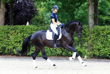 Eye-Catcher. Leicht zu reiten, liebenswert, 