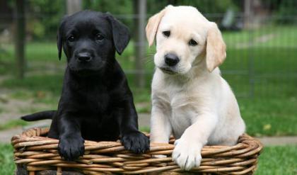 Labrador welpen mit Papieren Welpen