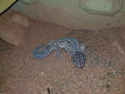 Verschenke 4 Leoparden Geckos