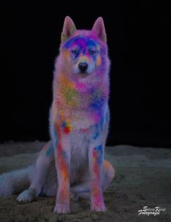 Let's Holi Shooting Tierfotografie