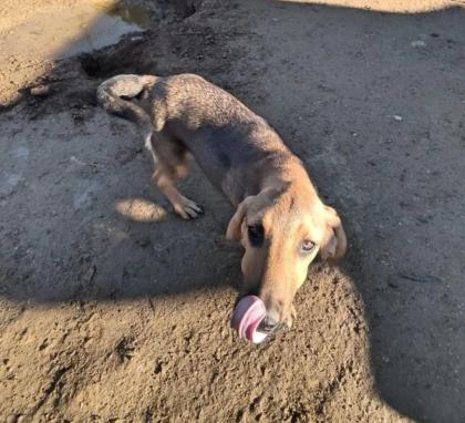 Rudi sucht ein passendes Zuhause