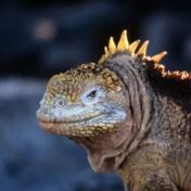 Galapagos Standortreise Insel Santa Cruz, 4 Tage