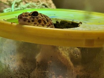 3 Leopardgeckos inkl Terrarium