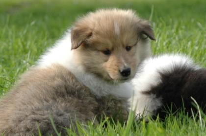 Zauberhafte Colliewelpen mit Papieren