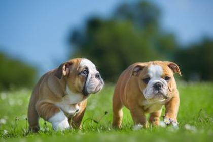 Reinrassige Englische Bulldogge Welpen suchen neue Zuhause!