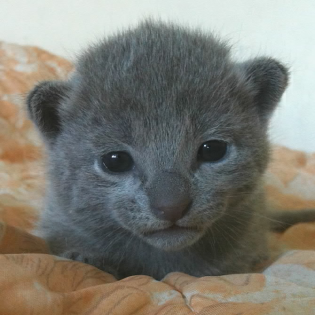 Russisch Blau Kitten 