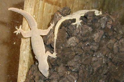 Hemidactylus frenatus / platyurus Hausgeckos