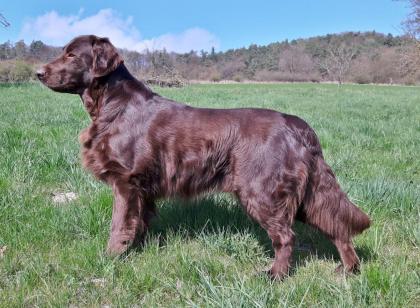 Flatcoated Retriever- Welpen, schwarz und braun, mit Papieren