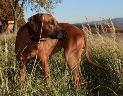 Rhodesian Ridgeback Welpen - Wurf-Planung im Kennel von Lugathoba 06/2021