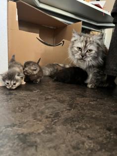Wunderschöne Perser-Mix Katzenbabys suchen liebevolles Zuhause