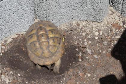 Griechische Landschildkröten NZ 2024