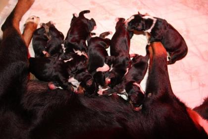 Reinrassige Appenzeller Sennenhund Welpen mit Ahnentafel
