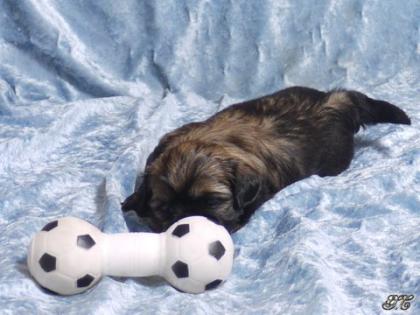7 Shih-Tzu-Zwerge auf dem Weg in Abenteur.....