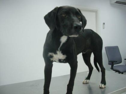 Suche liebevolle Pflege-/Endstelle für einen Labrador-Mix-Rüden