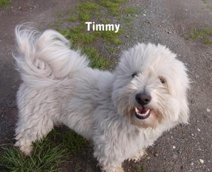 Coton de Tulear Rüde Timmy 3 Jahre