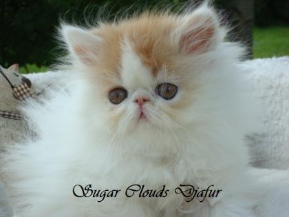 Sugar Clouds Djafur