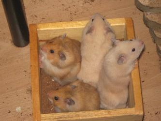 5 Hamsterkinder suchen ab sofort ein neues Zuhause