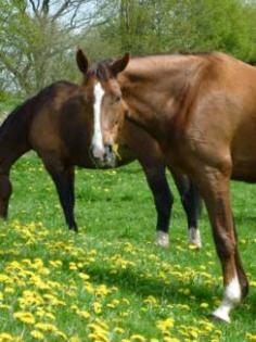 Er, brauner fuchs Westfalenwallach sucht Reitbeteiligung  