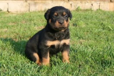  Rottweiler Welpen Vermitlung