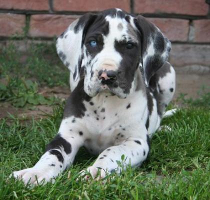 Deutsche Doggenwelpen Dt. Dogge Hündin schwarz & gefleckt zu verkaufen 