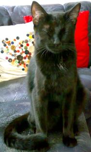 Schwarzer Kater Lucky vermisst