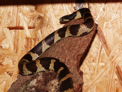 0,1 Lampropeltis getula californiae, DNZ2021