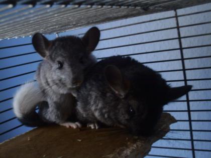 Verkaufe Chinchilla Jungtiere