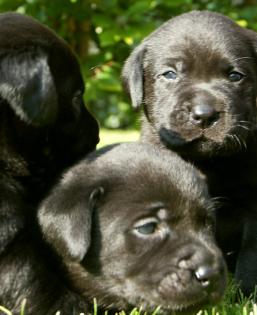 Labrador Retriever Welpen suchen neues zu Hause